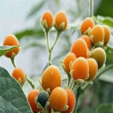 Dwarf Tamarillo Seeds (Solanum abutiloides) - Price €2.05