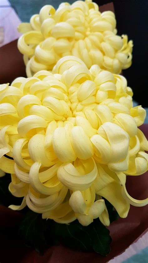 Yellow chrysanthemum