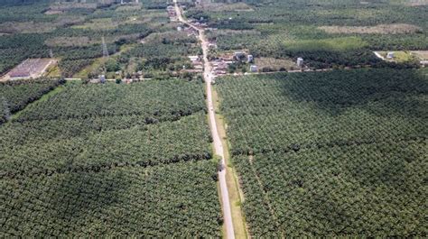 EU uses deforestation label to edge out palm oil from the market - Academia - The Jakarta Post