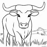 Texas Longhorn Steer Coloring Page 8621 6860 sketch template