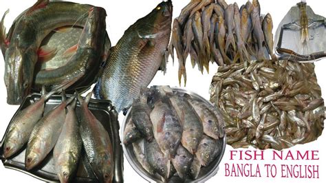 নাম সহ কিছু বাংলাদেশি মাছ চিনে রাখুন/Bangladeshi Fish Name Learning ...