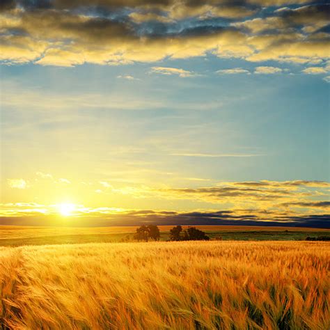 Best Corn Field Sunrise Stock Photos, Pictures & Royalty-Free Images ...