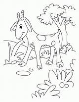 Pygmy Goats Coloring Page  Nation sketch template