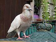 Category:Pigeon portraits - Wikimedia Commons