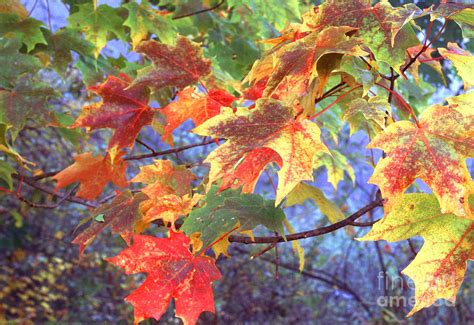 Sugar Maple Leaves Fall Color Photograph by Thomas R Fletcher - Fine Art America