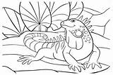 Iguana Picture To Color  Free Printable Coloring Pages sketch template