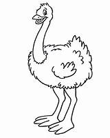 Running Ostrich Coloring Page  Free Printable Pages For Kids sketch template