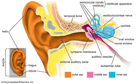 Human ear | Structure, Function, & Parts | Britannica