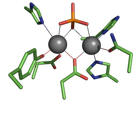 Acid phosphatase