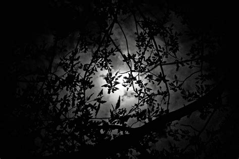 The Moonlight Night A · Free photo on Pixabay