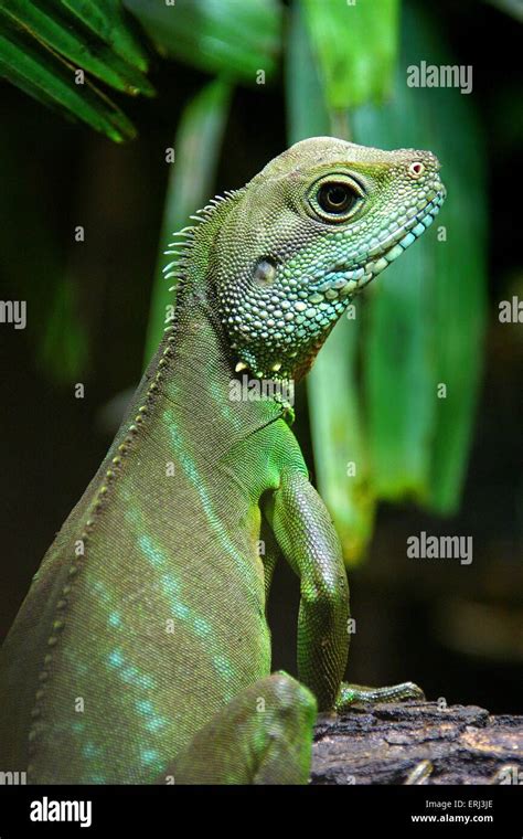 Lizard terrarium hi-res stock photography and images - Alamy