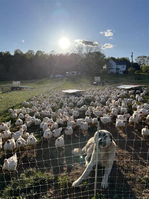 Pastured Poultry & Eggs - Hock Newberry Farm