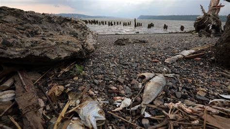 Thousands of fish suffocated in the Hudson River. Here's why