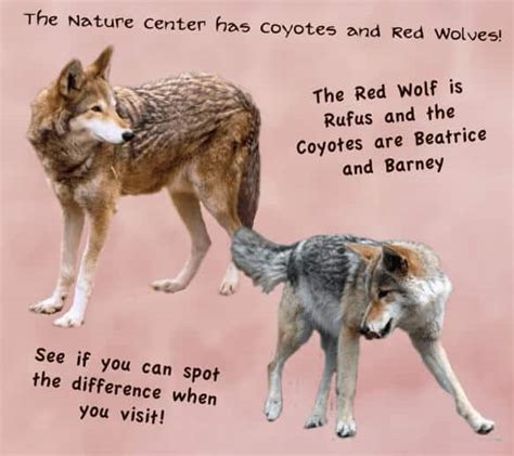 Red Wolf Facts: Food, Biology, Behavior & More - Facts.net