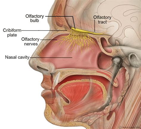 Olfactory System - Sense of Smell