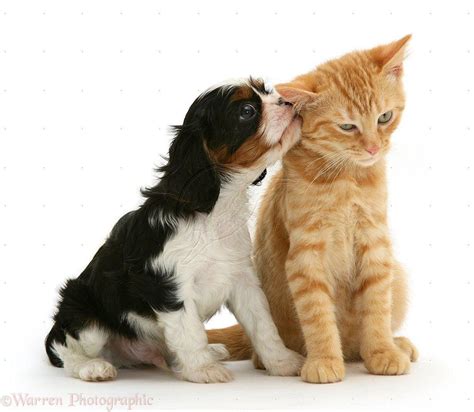 Kittens And Puppies Kissing