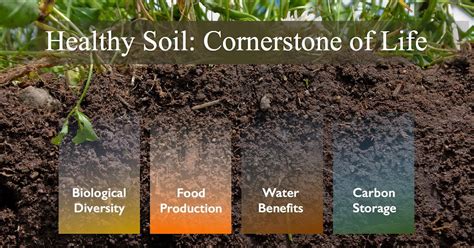 Microorganisms in Soil Health and Nutrient Cycling: A Microbiome Analysis