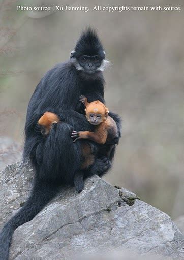 Francois' Langur | People Resources and Conservation Foundation