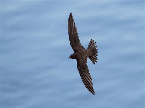 Alpine Swift Bird Facts (Tachymarptis melba) | Birdfact