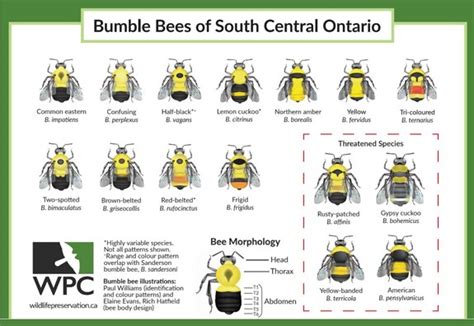 The unexpected links between declining bumble bee species | Wildlife Preservation Canada Blog