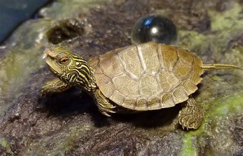 5 Cute Pet Turtles That Stay Small Forever (Smallest Turtle Species ...