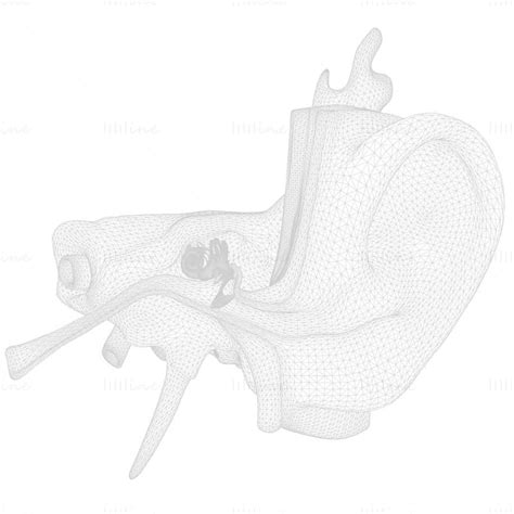 Ear Anatomy Structure Open 3D Model