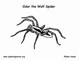 Spider Wolf Coloring Page sketch template