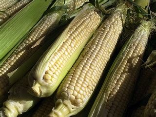 Sweet Corn | Eat Fresh, Eat Local Pictures and Words | The Marmot | Flickr