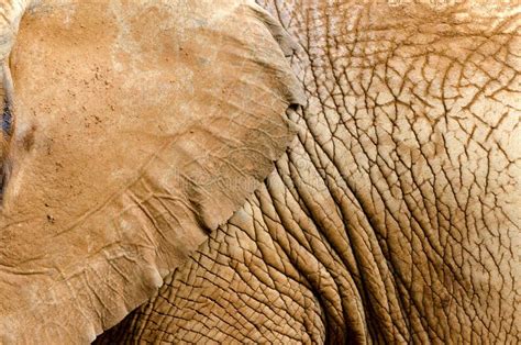 Elephant skin stock photo. Image of hard, color, animal - 51576148