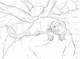 River Otter coloring Page  ColouringPages sketch template