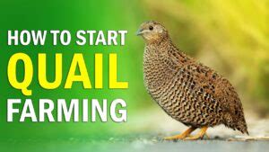 Quail Farming: How to Start Quail Farm Business - Discover Agriculture