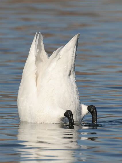 Fondling Swan-Butts For Science | Discover Magazine