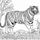 Tiger Coloring Page sketch template