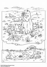 Prairie Coloring Pages sketch template