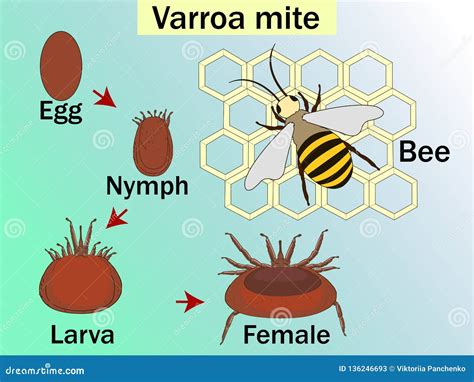 Varroa Destructor is an External Parasitic Mite that Attacks the Honey ...