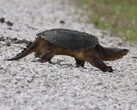 Common Snapping Turtle - Facts, Diet, Habitat & Pictures on Animalia.bio | Common snapping ...