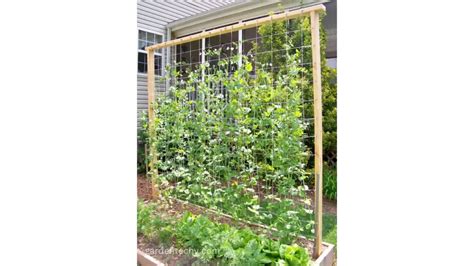 Sugar Snap Peas Trellis: Its Height, Size, and Maintenance