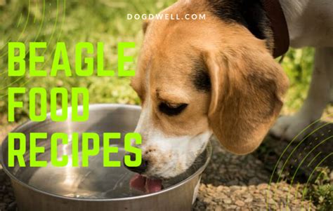 Beagle Food Recipes for the Best Care - DogDwell