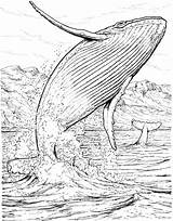 Whale Coloring Pages sketch template