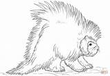 Porcupine Coloring Pages Clipart Easy Draw Drawings Kids Printable  sketch template