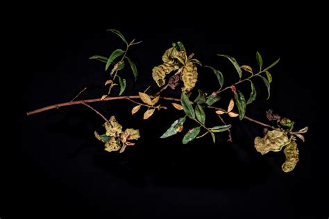 Harvard Museum of Natural History Features Special Fruits in Decay Exhibit