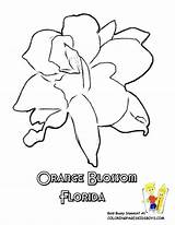 Flag Coloring Pages Free At GetDrawings  Download sketch template