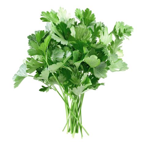 Parsley - Nutrition Facts, Health Benefits, Recipes and Pictures