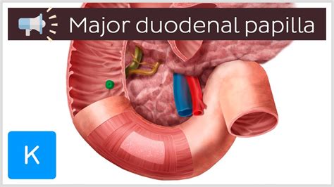 Major duodenal papilla | Anatomical Terms Pronunciation by Kenhub - YouTube