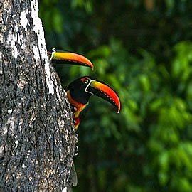 What You See in the Rainforest: Toucans of Costa Rica