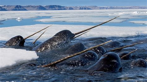 animals, Nature, Wildlife, Ice, Sea, Narwhals Wallpapers HD / Desktop and Mobile Backgrounds