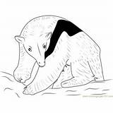 Baby Anteater Coloring Page  Free Pages sketch template
