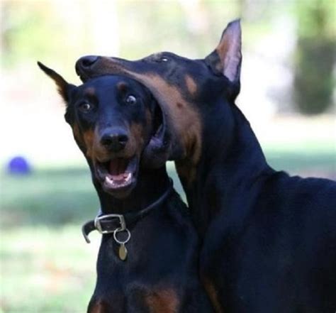 12 Reasons Doberman Pinschers Are The Worst Breed EVER