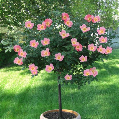 Rainbow Knock Out Rose Trees for Sale | BrighterBlooms.com