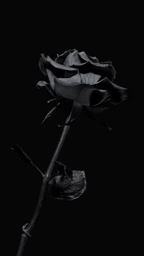 Black Rose Wallpaper - iXpap